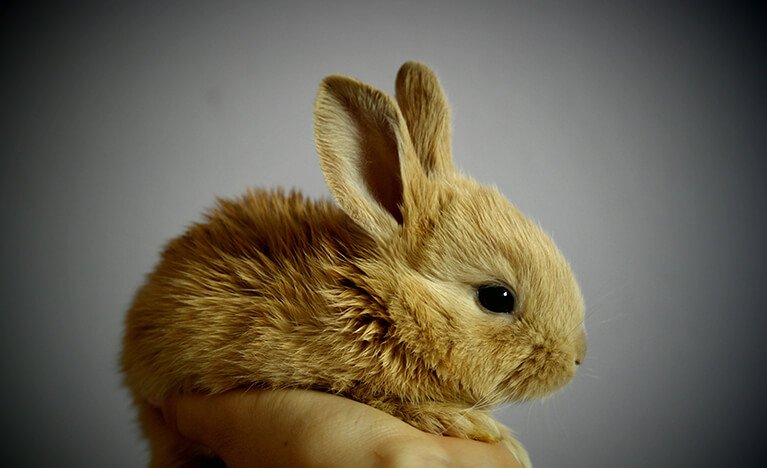 Rabbit