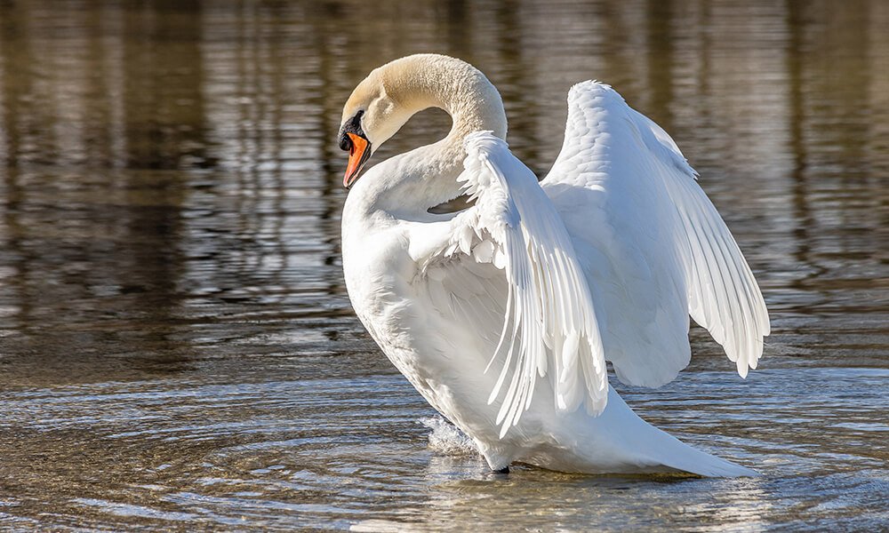 Swan