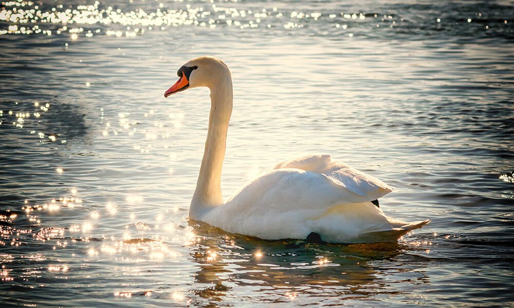 Swan