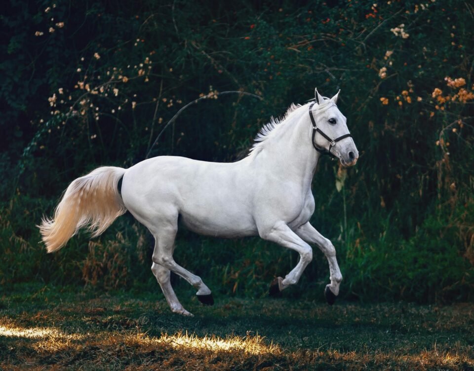 horse spirit animal