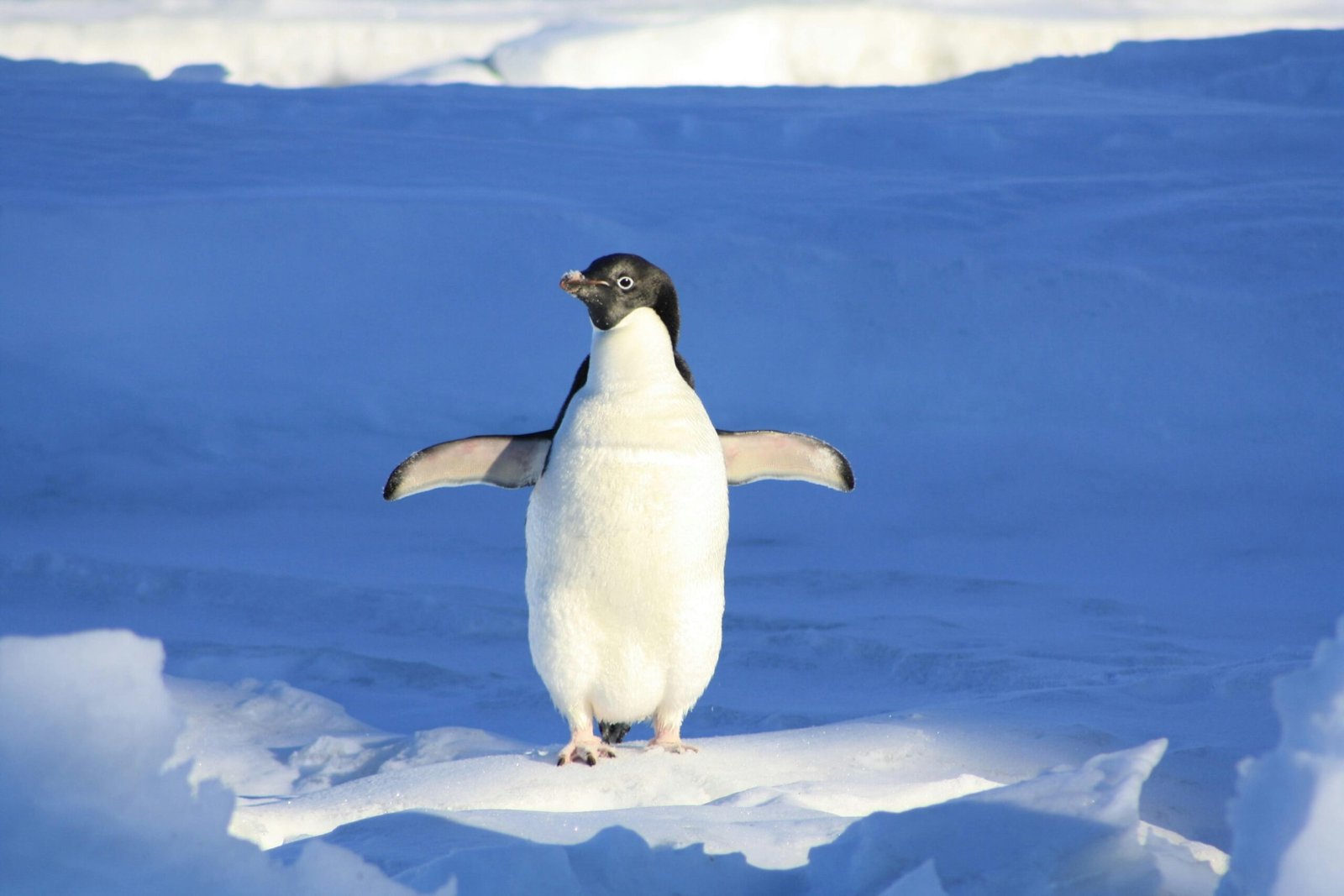 animals that represent love