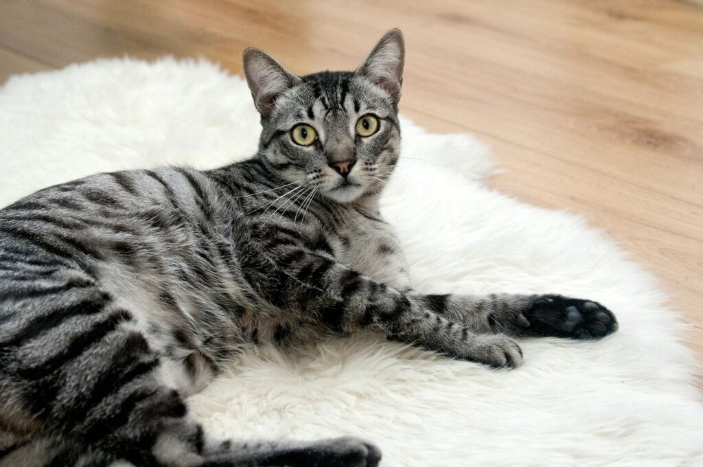 Cat as a Spirit Animal