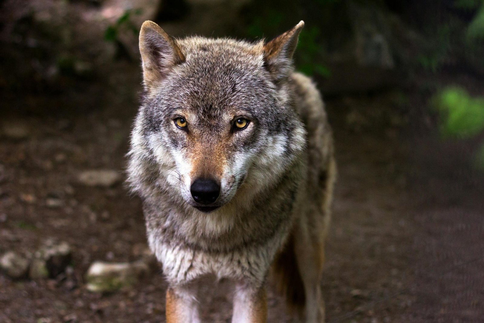 wolf animal totem
