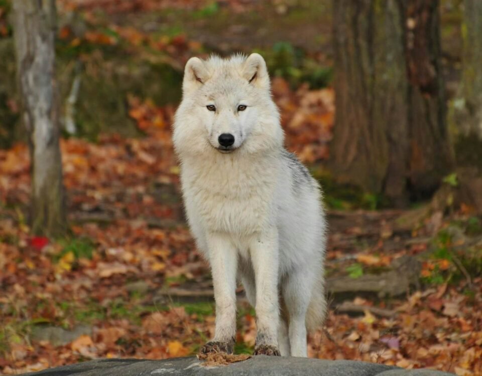 wolf symbolism