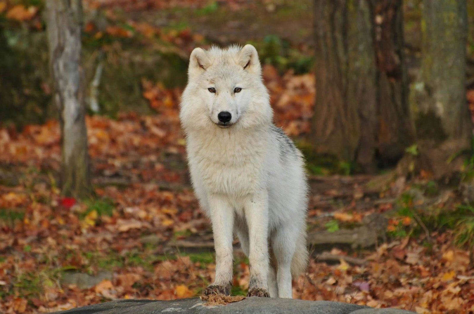wolf as spirit animal